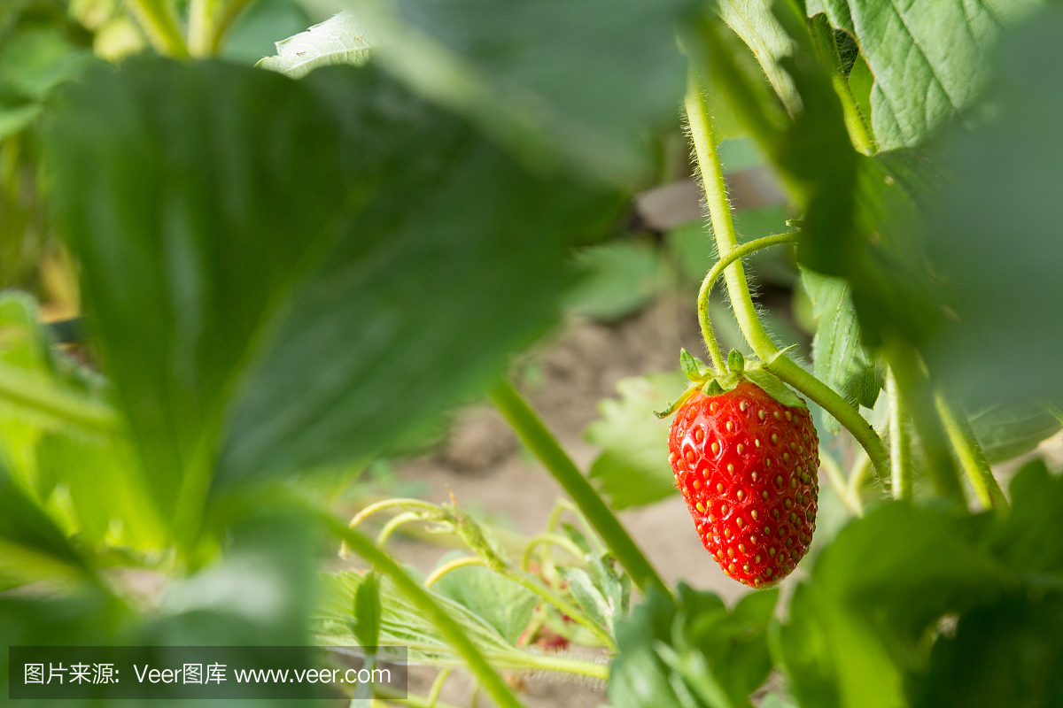 非常美味的草莓。草莓作物。紅色,多汁,大漿果。香甜可口的漿果。