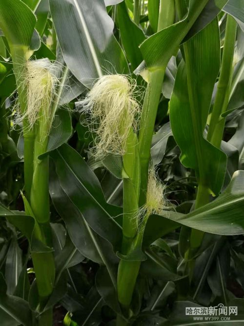 收土豆種蘿卜 頭伏到,農作物們 急生長