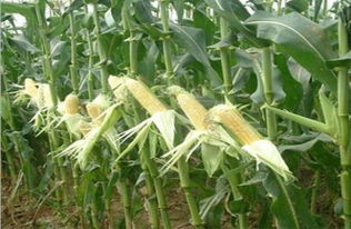 是蔬菜也是水果,去皮就能吃,有人說畝產值過萬,農民卻不愿種植