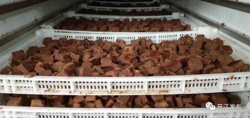 四川開(kāi)江 甘蔗產(chǎn)業(yè) 帶動(dòng)農(nóng)民增收致富